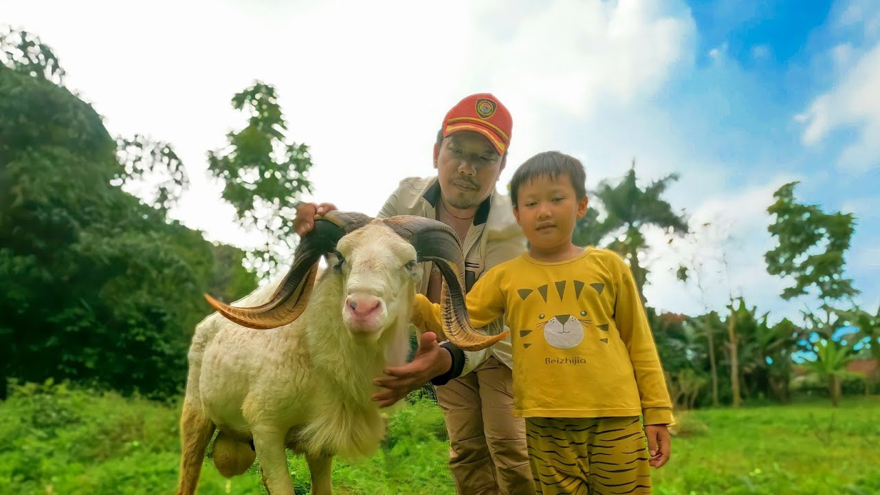 Domba Aqiqah Standar