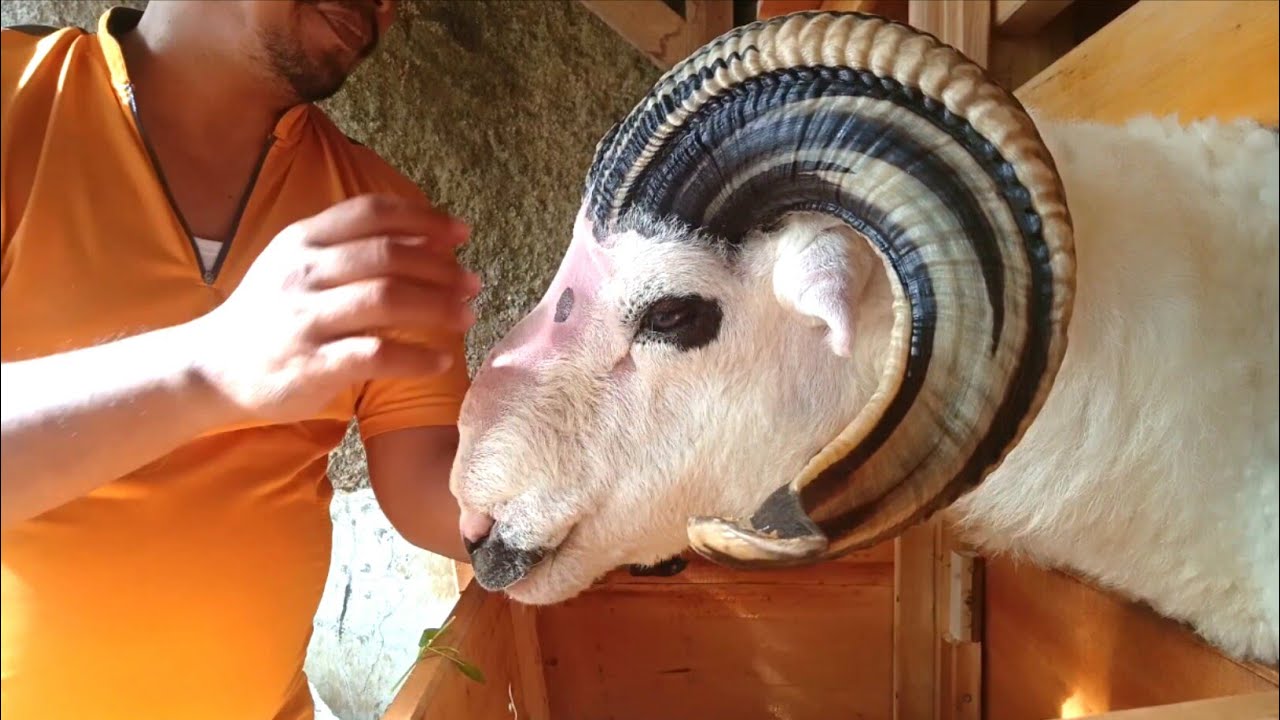 Galeri Domba Alam Farm