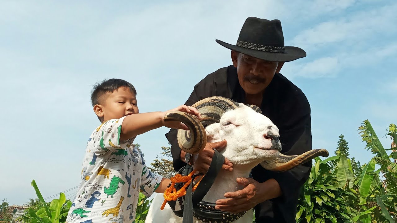 Galeri Domba Alam Farm